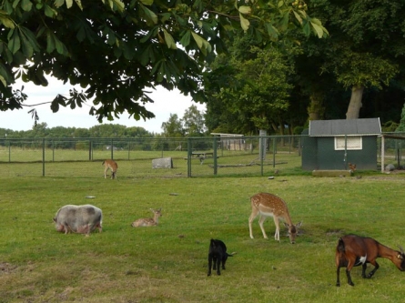 De_Bosrand_dieren.jpg