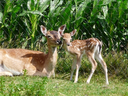 Camping_De_Bosrand_Dieren2